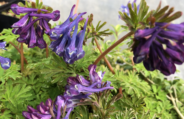 How Much Corydalis to Take.png